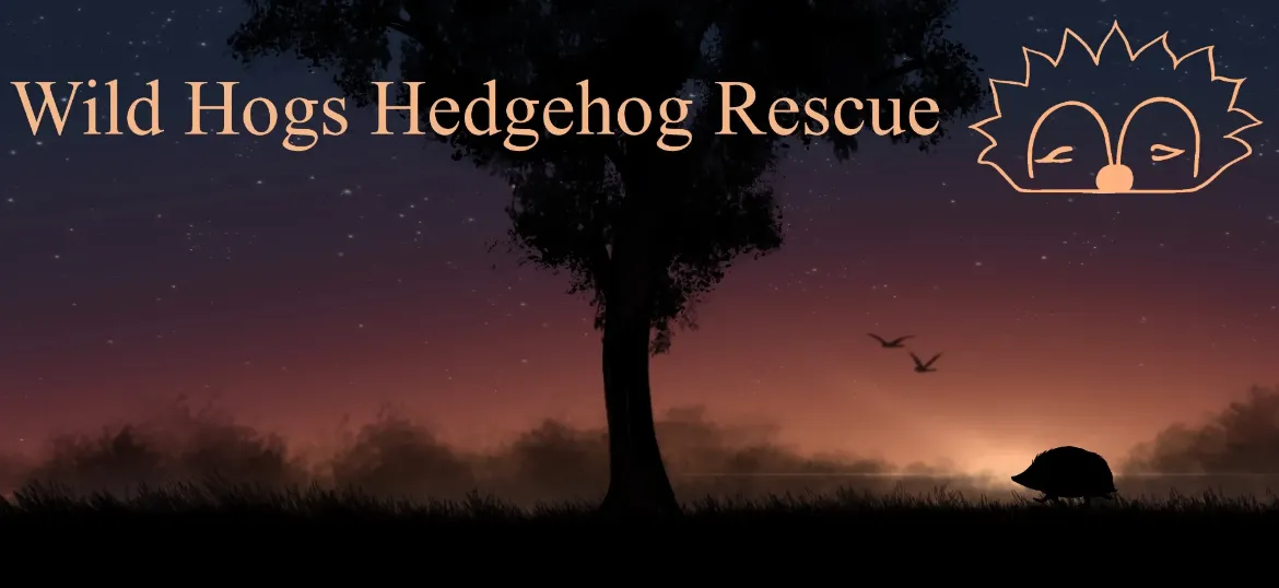 Wild Hogs Hedgehog Rescue